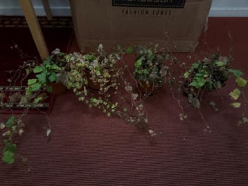 Hedera planten in pot - 4 stuks