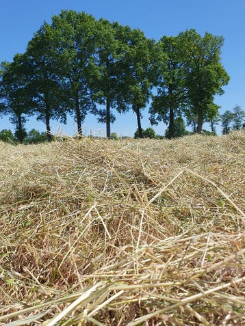 Hooikoorts verminderen boekje + uitleg