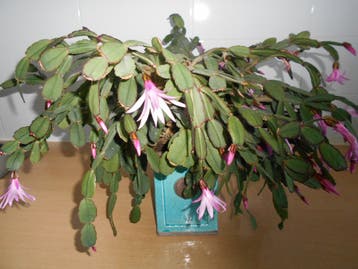 kamerplant schlumbergera, lidcactus of kerstcactus