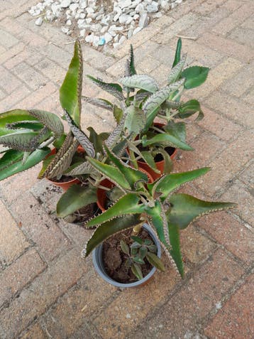 6 potten Kalanchoe daigremontiana (Mother of Thousands)