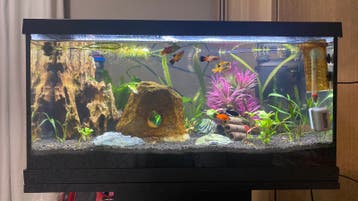 Ik ben opzoek naar 80cm aquarium van 180 liter