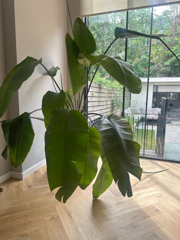 Grote Strelitzia (Paradijsvogelbloem) - Zonder pot