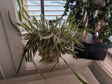 Grote Drakenvruchtplant - Gratis af te halen!