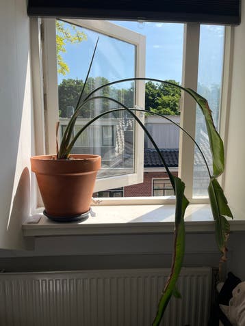 Grote kamerplant in pot
