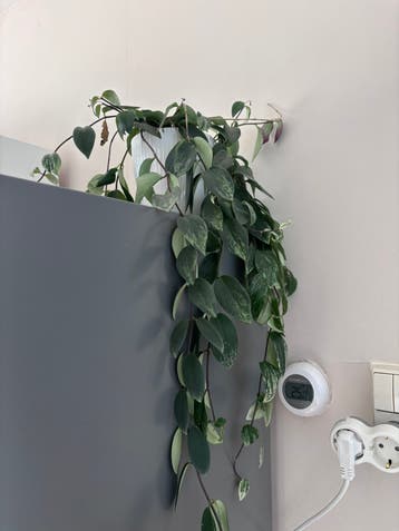 Plantje gratis