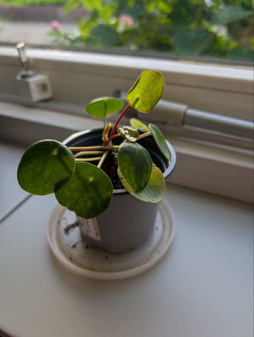 Klein pannenkoekenplantje gratis