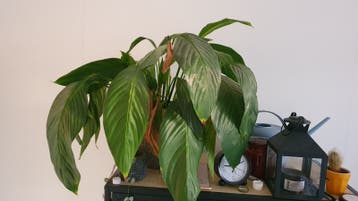 Lepelplant