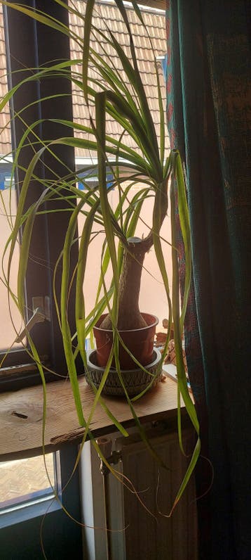 Gratis plant