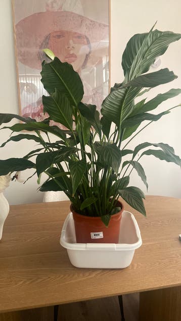Gratis afhalen in Ede: Grote Lepelplant (Spathiphyllum)