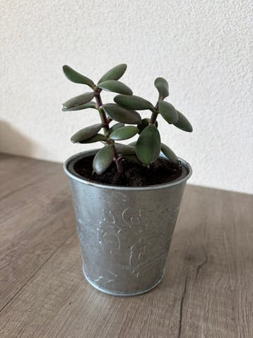 Stekjes Jadeplant, gratis ophalen!