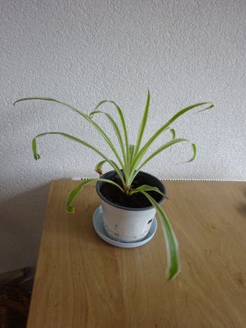 ( nr. 395 )  kamer plant