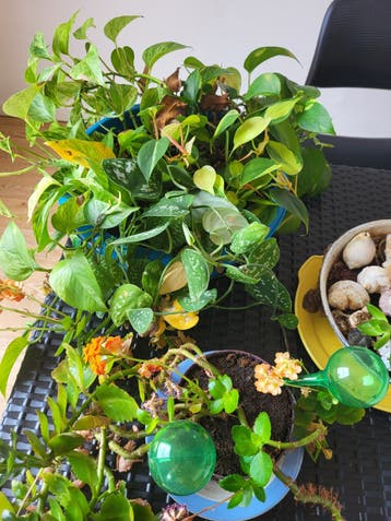 Planten gratis