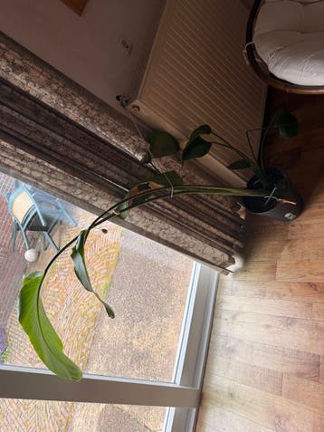 Plant