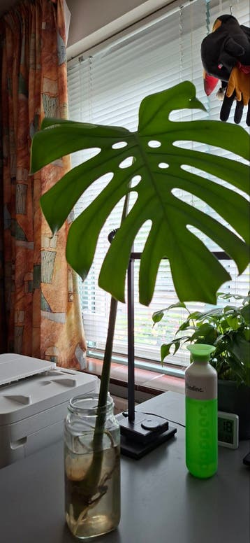 Gatenplant Monstera Deliciosa stekje op water