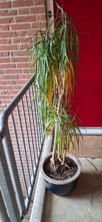 Gratis drakenbloedboom met pot (lees omschrijving)