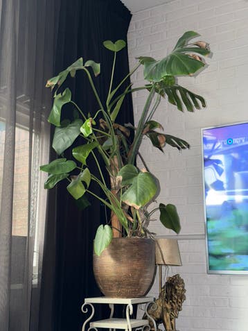 GRATIS: Monstera gatenplant met pot