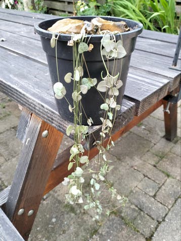 Chinees lantaarnplantje (Ceropegia woodii) - Hangplantje