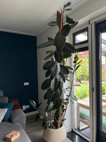 Gratis: Indische Rubberboom, Ficus Elastica