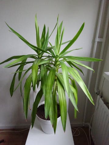 Gratis: mooie grote plant