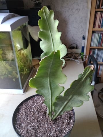 Epiphyllum
