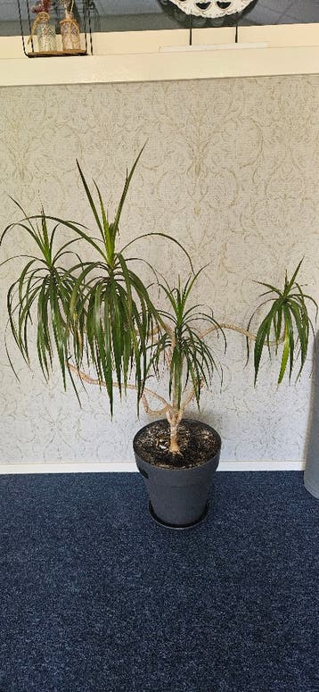 Dracaena marginata grote plant