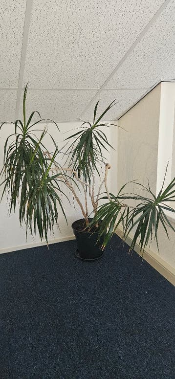 Dracaena marginata