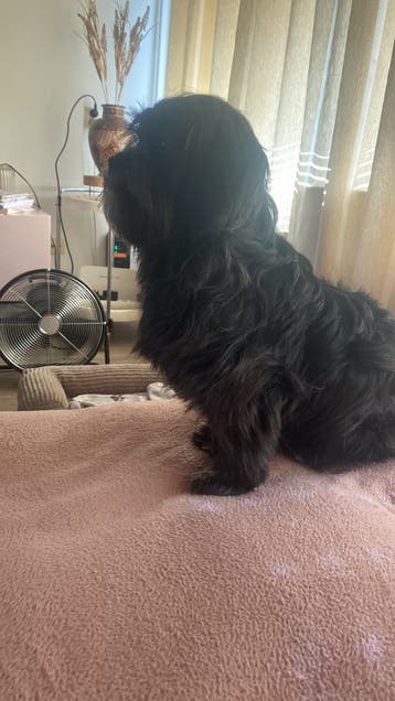 Ervaren honden uitlater/oppas aangeboden!