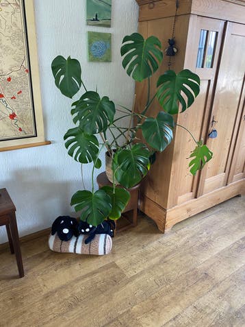 Grote plant