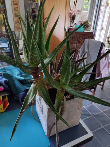 2 planten in bakken . Gratis af te halen.