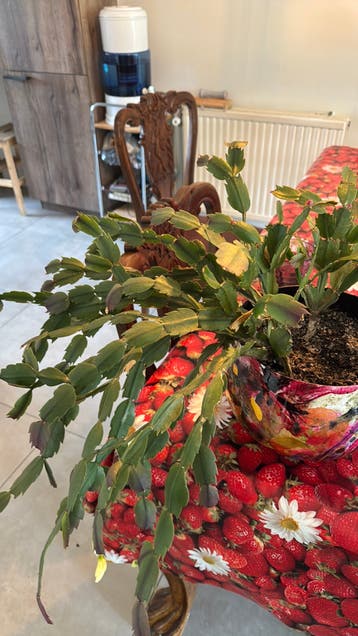 Gratis plant