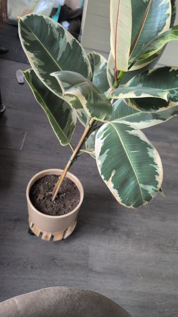 Gratis zonder plankje wel met pot