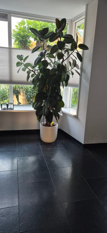 Grote Ficus (zonder pot) gratis afhalen