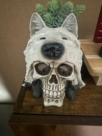 Schedel met wolskop (wordt mogelijk opgehaald)