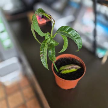 Mango plant GRATIS