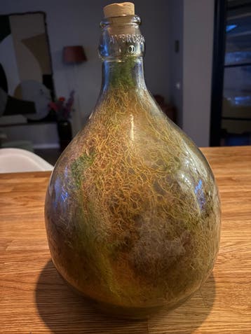 Decoratieve plant in glazen fles - Terrarium