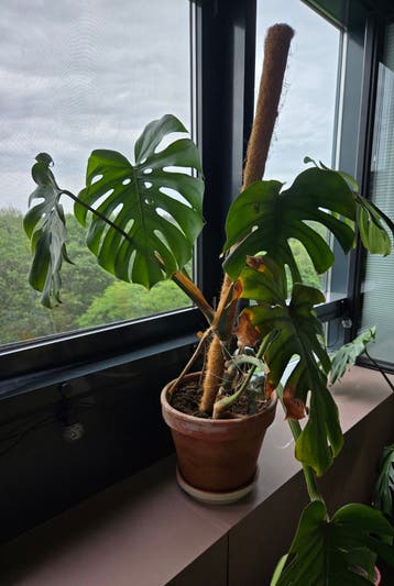 Monstera