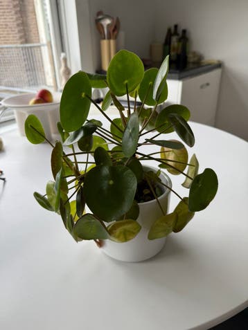 GRATIS pannekoekenplant in nood (excl pot)