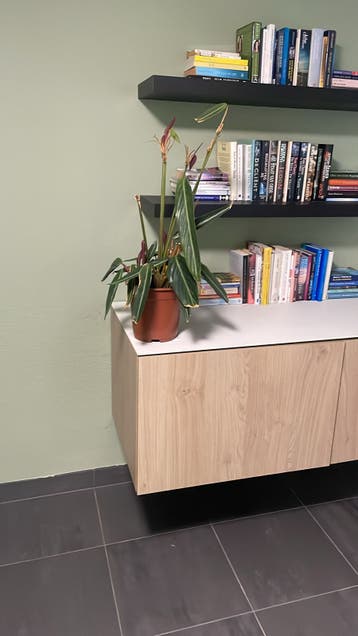 Calathea gratis - Prachtige groene kamerplant