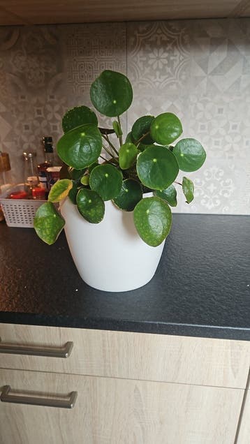 Pannekoeken plant