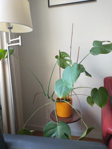 Monstera, zonder hele pot, gratis.