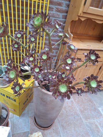 PLANT