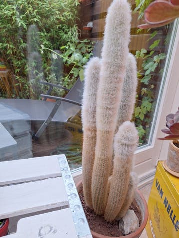 CACTUS gratis