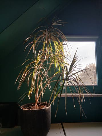 Grote kamerplant Goudpalm in antraciete aardewerk pot