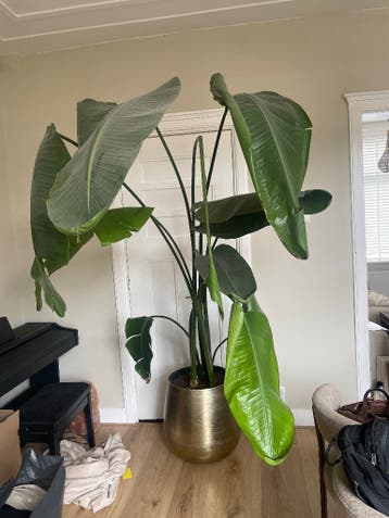 Grote Strelitzia Nicolai (Paradijsvogelplant)