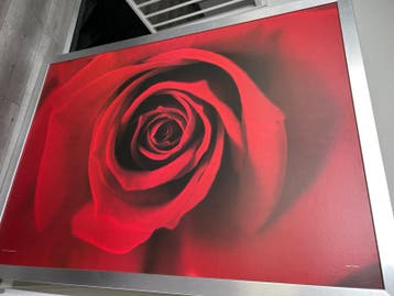 IKEA Schilderij met Rode Roos - 140x100