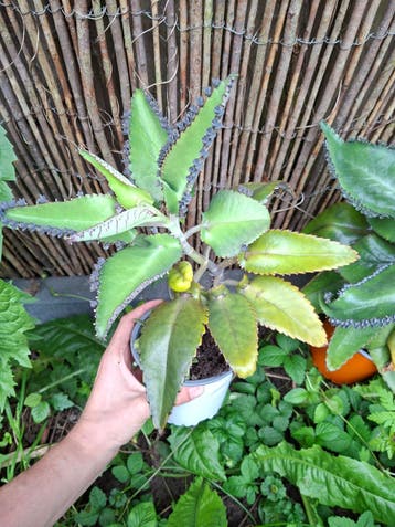 Gratis Mother of Thousands