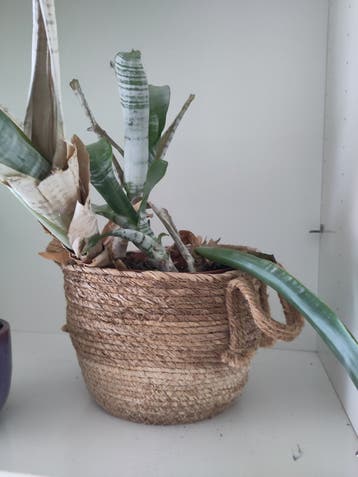 Plant gratis op te halen