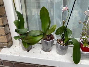 3 x orchidee gratis