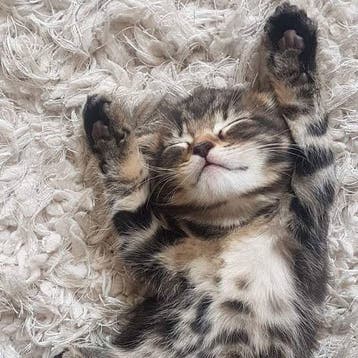 Lieve baby kittens gratis!!! Zie omschrijving!!