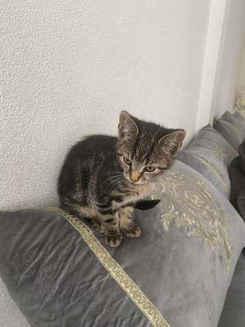 Gratis kittens net 3 mnd oud
